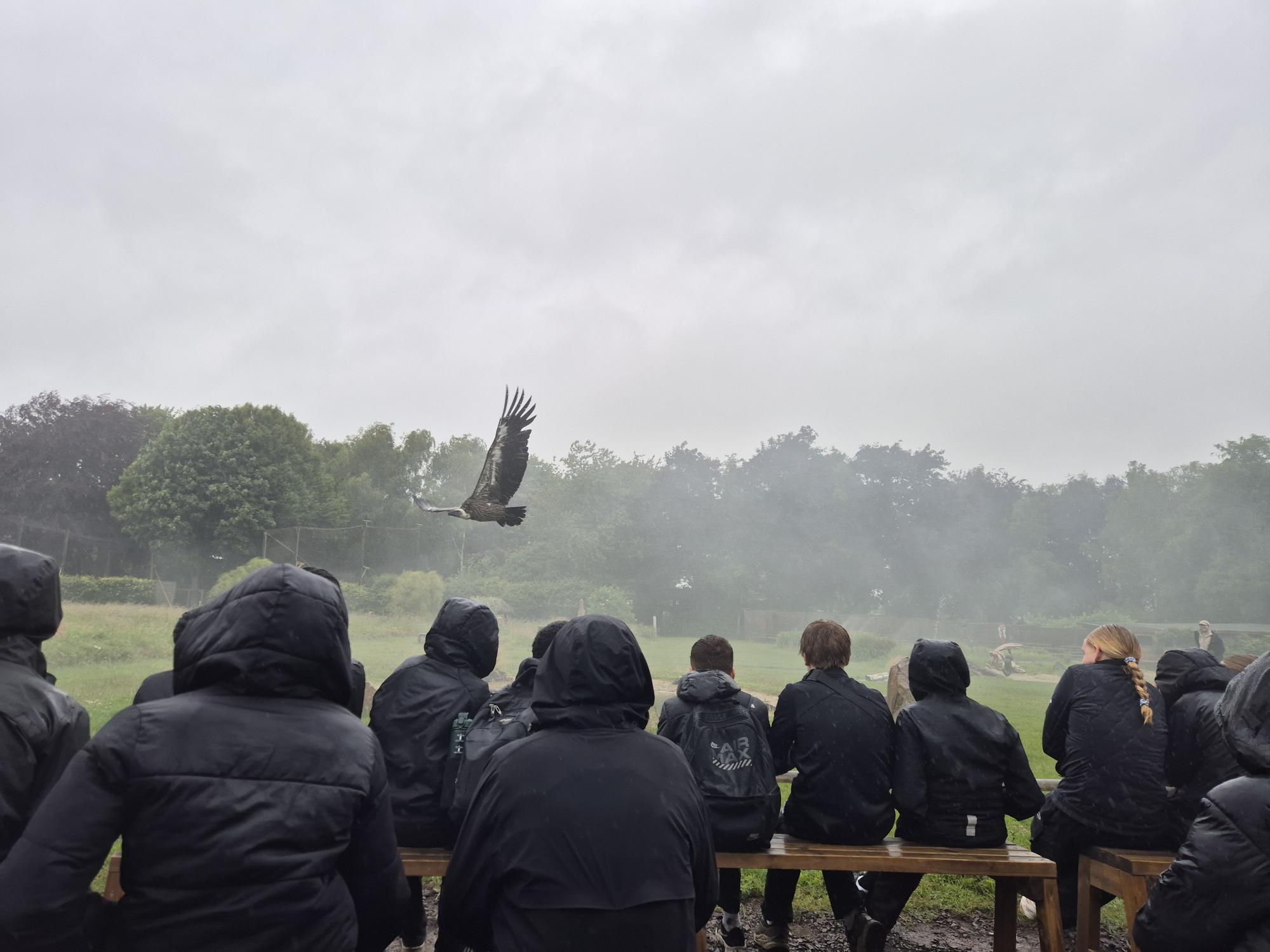 The Hawk Conservancy Trust – Y8 visit